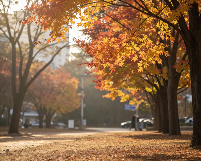 Autumn Sunlight in Korea